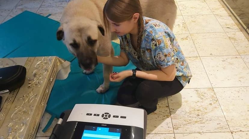 Fizjoterapia Zwierząt, Rehabilitacja Psów, Zoofizjoterapia - usługi mobilne