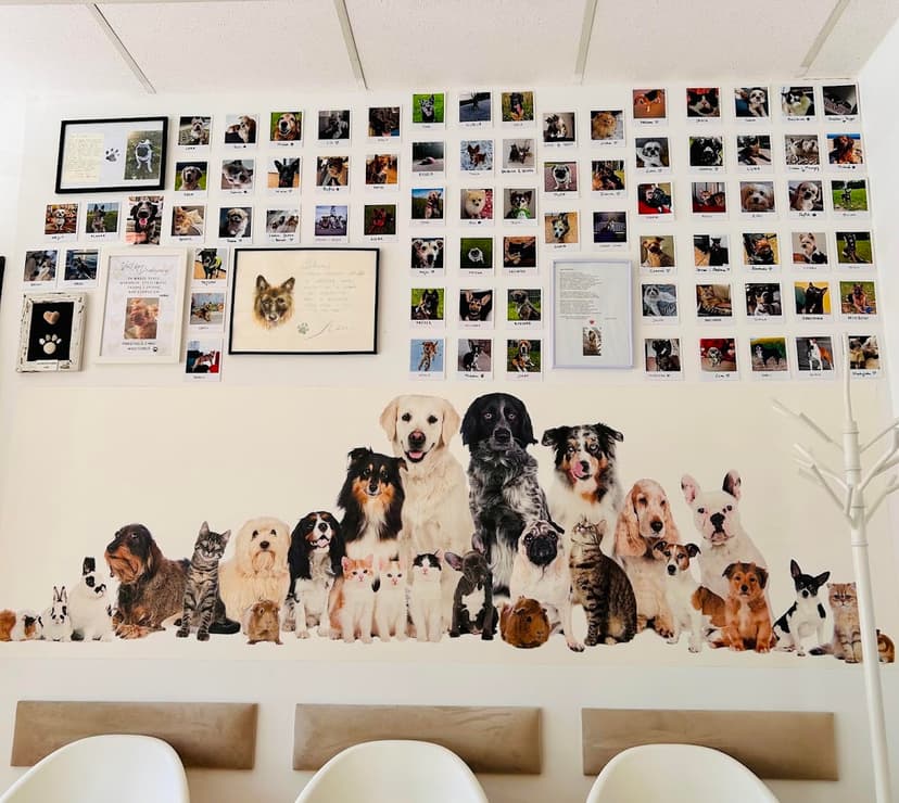 VetLife Gabinet Weterynaryjny Weronika Schneider