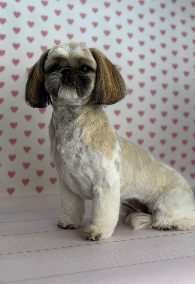 Groomer.mc