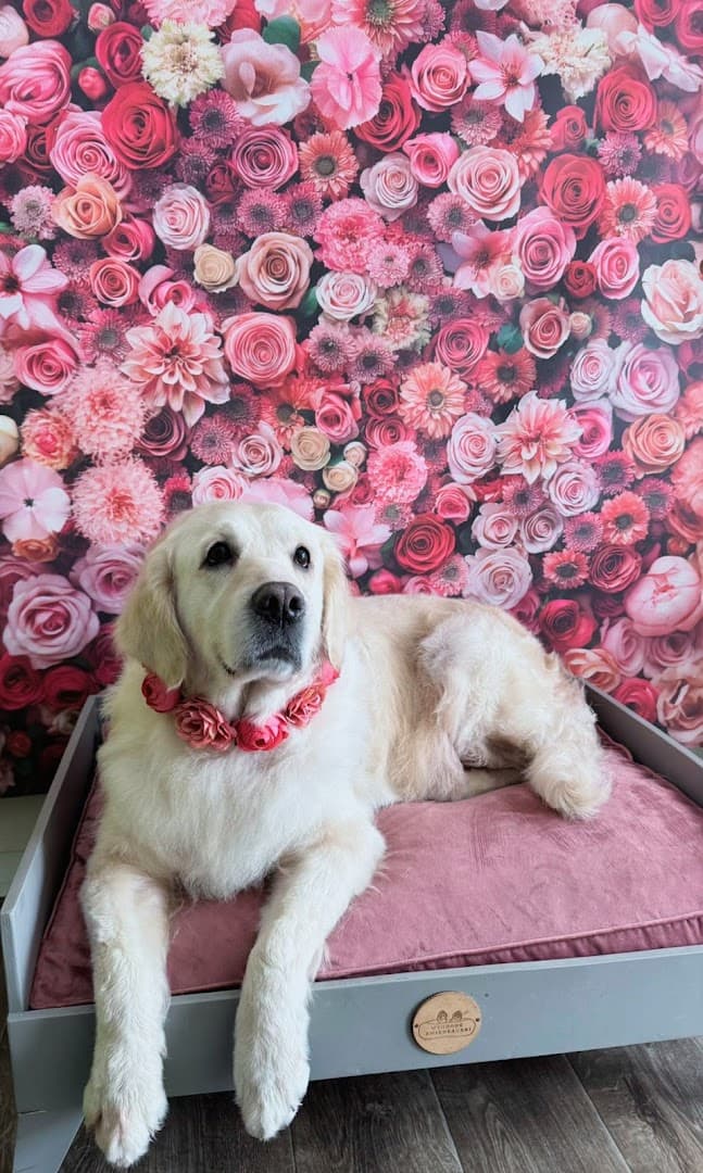 Salon Barber Dog Gniezno