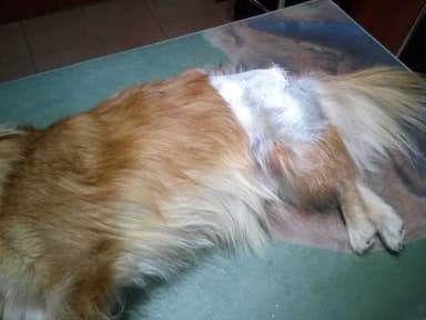 Gabinet Weterynaryjny VET-MEDICUS lek. wet. Arkadiusz Bianga (specjalista chirurgii weterynaryjnej)