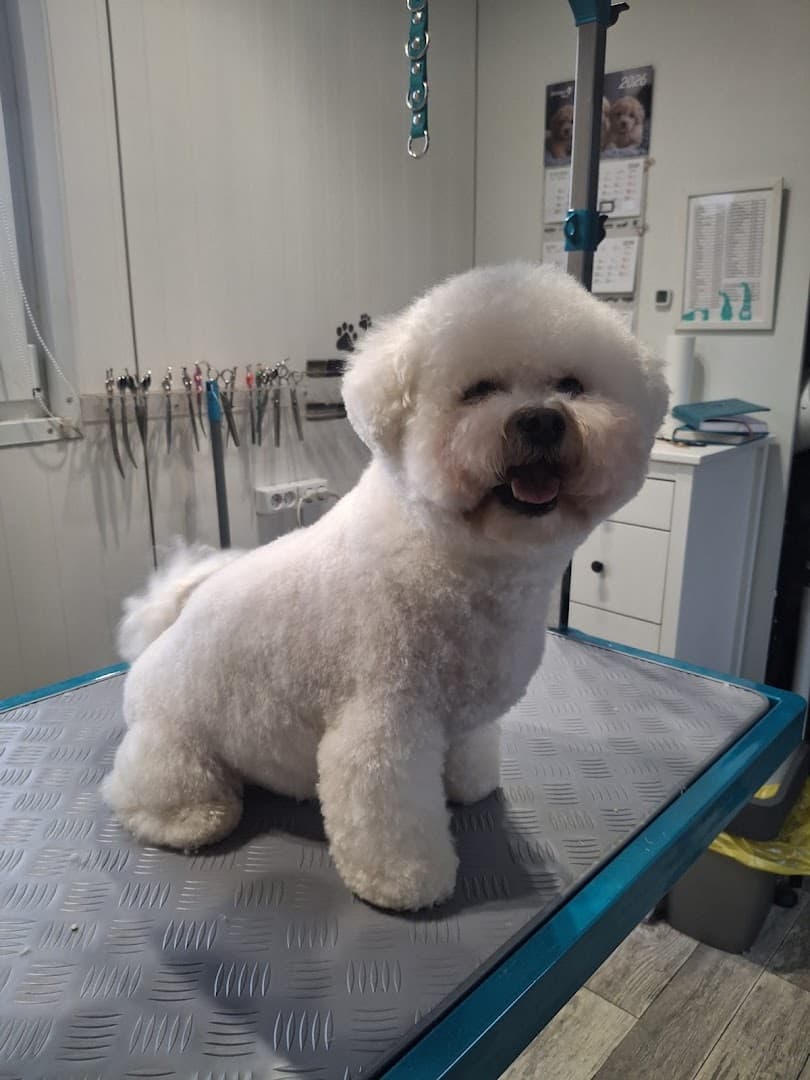 Wyczesany Psiak - psi fryzjer