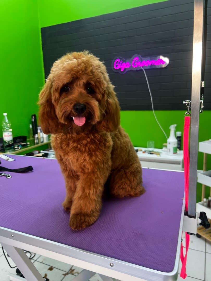 Giga Groomer