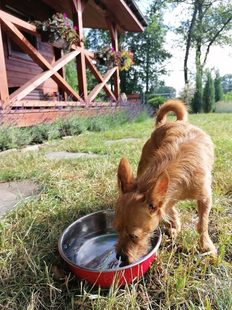 Śladem Łap Hotel dla psów
