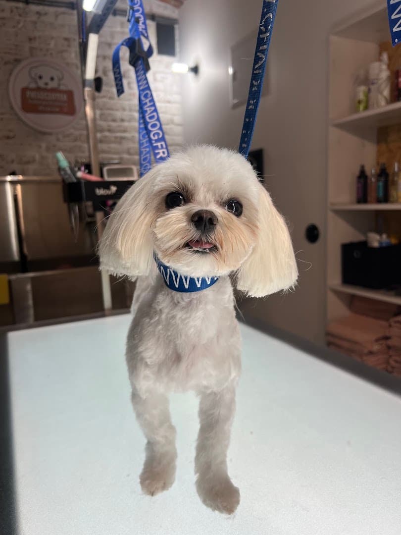 Pieszczotek Oświęcim - Salon Pielęgnacji dla Psów. Psi Fryzjer - Groomer