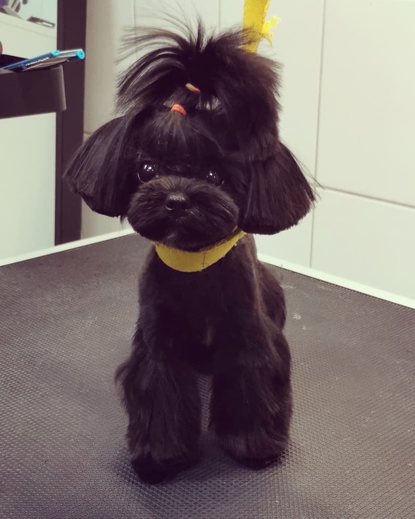 Pupilek Salon strzyżenia psów Warszawa Tarchomin Kurs Groomingu