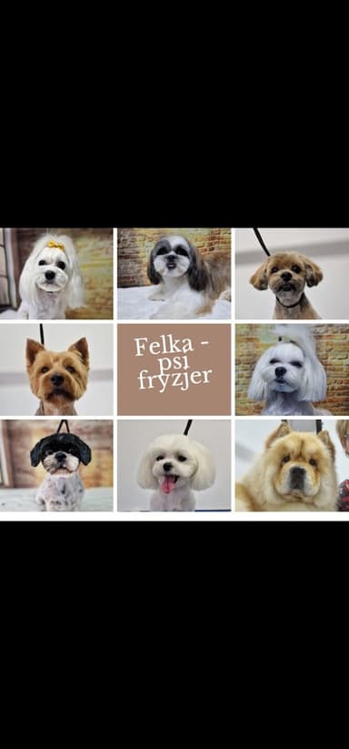 Felka psi fryzjer