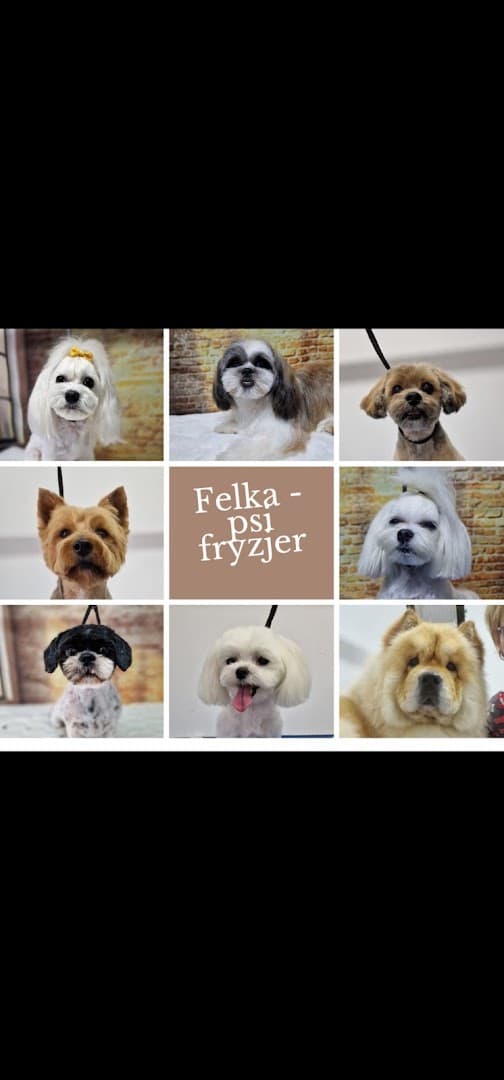Felka psi fryzjer