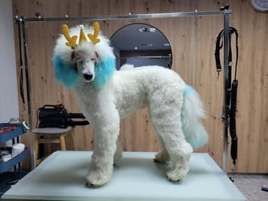 Grooming DOGGY style