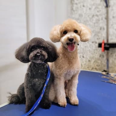 SHOWDOG I BEMOWO Fryzjer dla psów, Groomer, Strzyżenie i trymowanie psów
