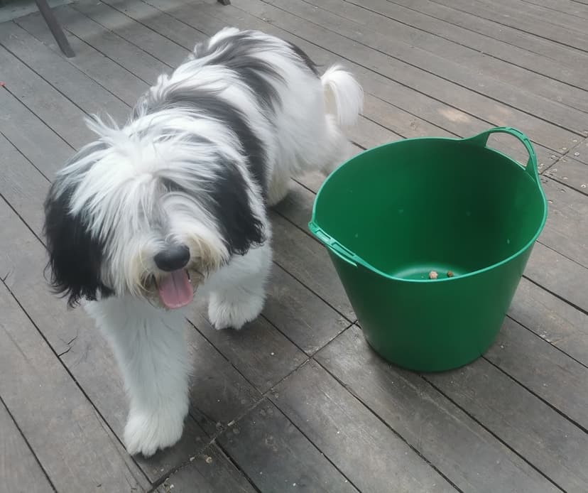 Dog Re Mi