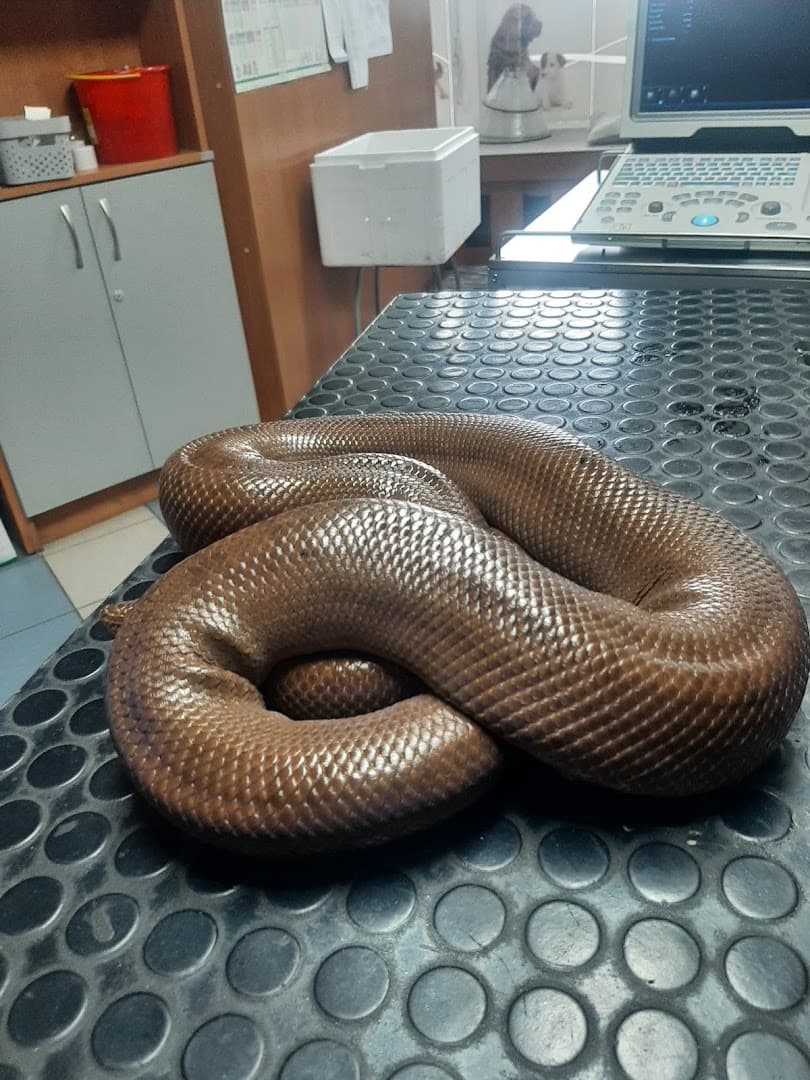 Pro Vivo Animali