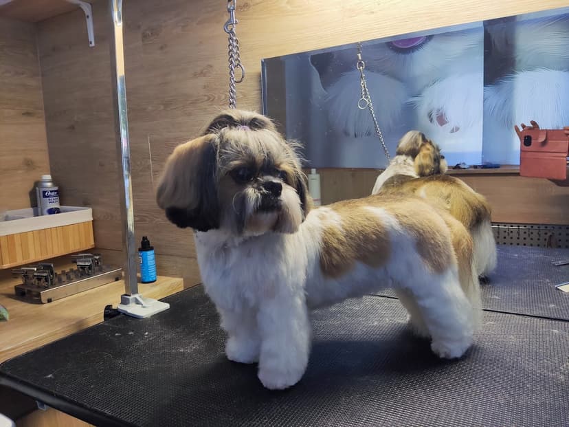 Psi Salon