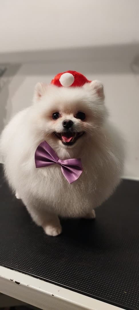 Beauty Dog Nadarzyn psi fryzjer