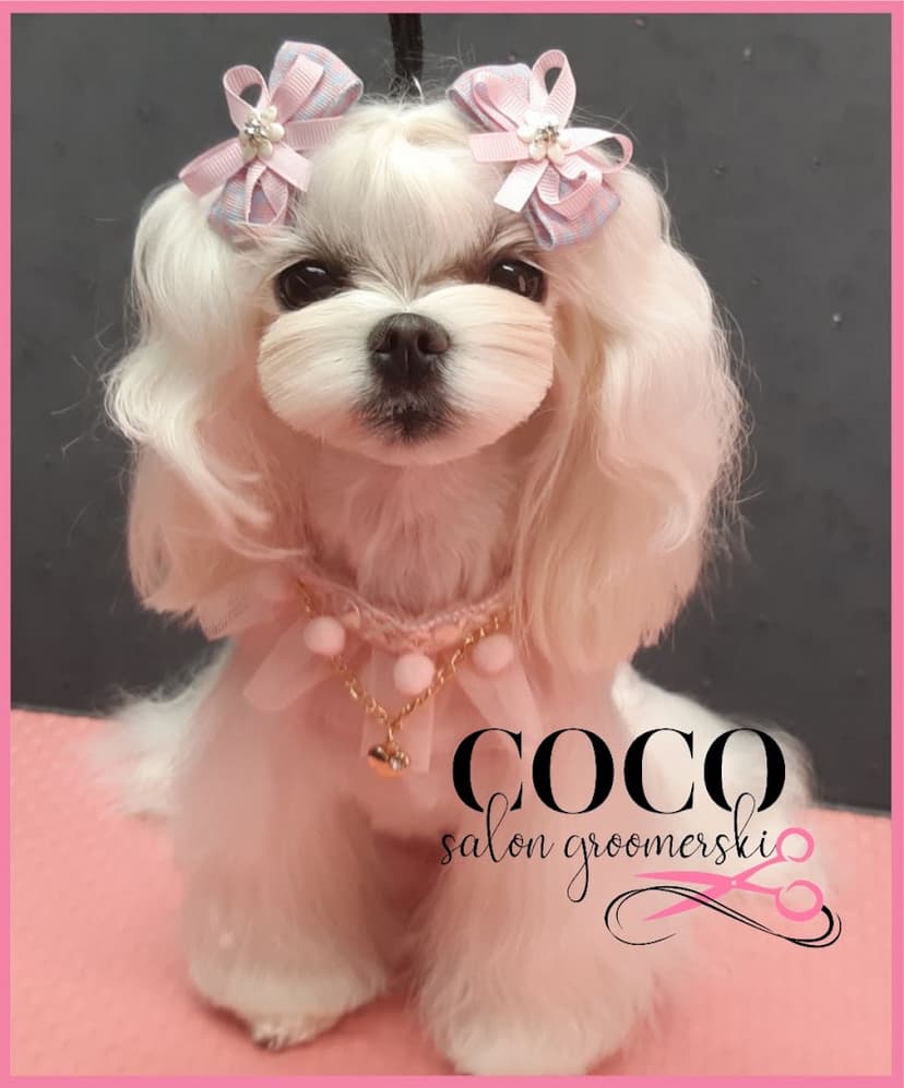 Coco Salon Groomerski
