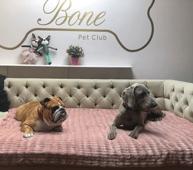 Bone Pet Club