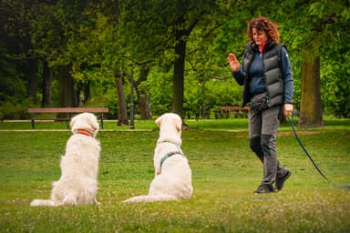 DOGPartner