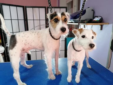 Bella Salon pielęgnacji psów i kotów