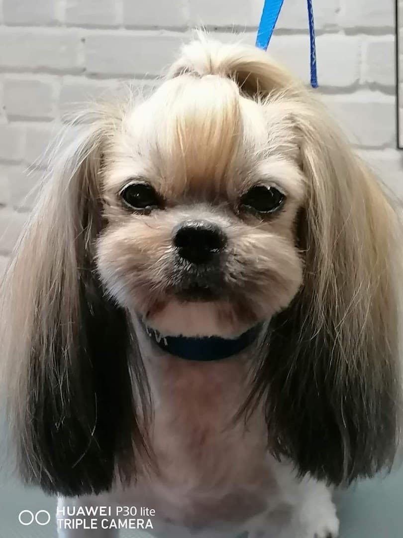 Łapka - Salon Pielęgnacji Zwierząt / Groomer / Strzyżenie Psów / Psi Fryzjer