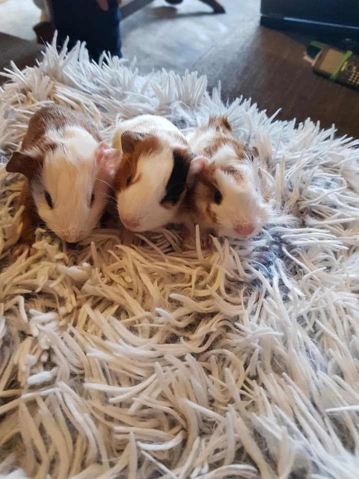 PRZYCHODNIA WETERYNARYJNA "ANIMALS" Sandomierz