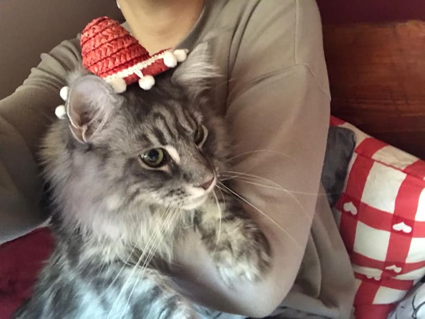 Pet-Vet. Gabinet weterynaryjny. Wisła T., lek. weterynarii