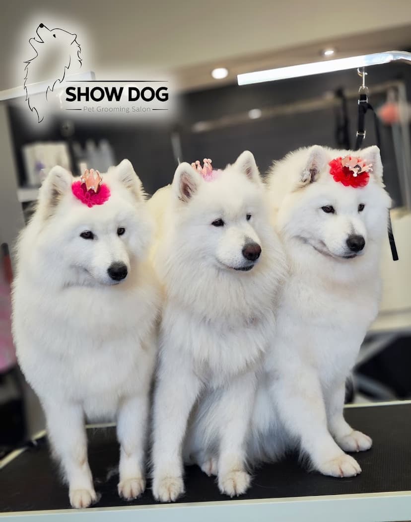 Show Dog Salon Pielęgnacji Psów i Kotów Kraków