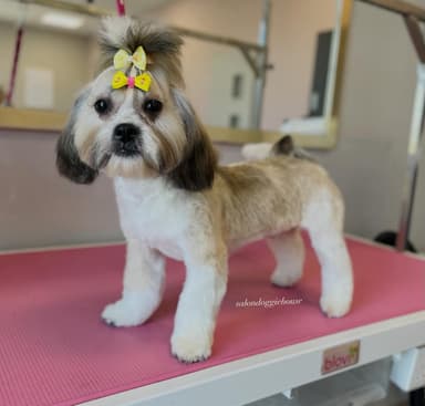 Doggie House - Profesjonalna pielęgnacja i strzyżenie psów