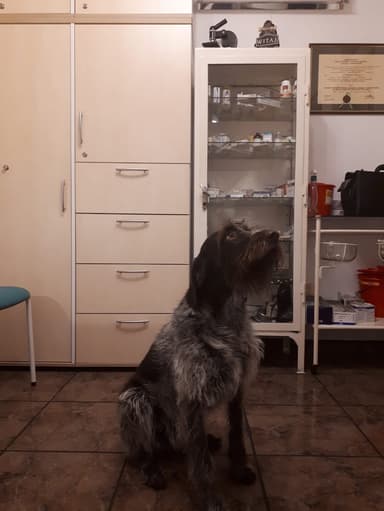 Gabinet Weterynaryjny Waldemar Stępień