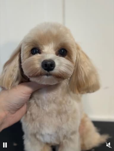 Fluffy Dog Salon Strzyżenia Psów i Kotów Zielonka / Psi fryzjer