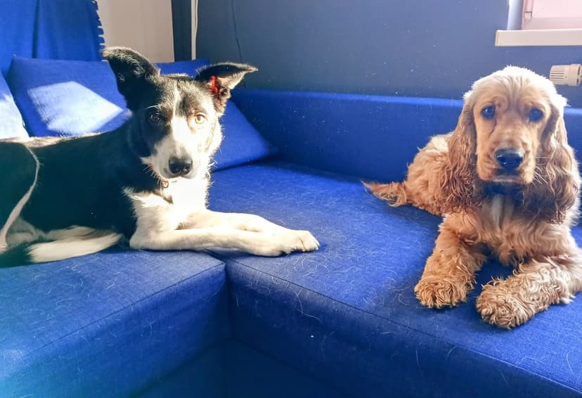 Beliam - petsitter