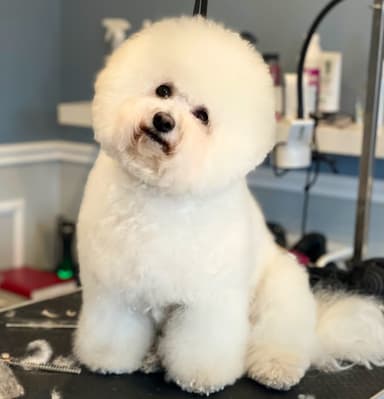 Bella Mija - salon pielęgnacji psów i kotów
