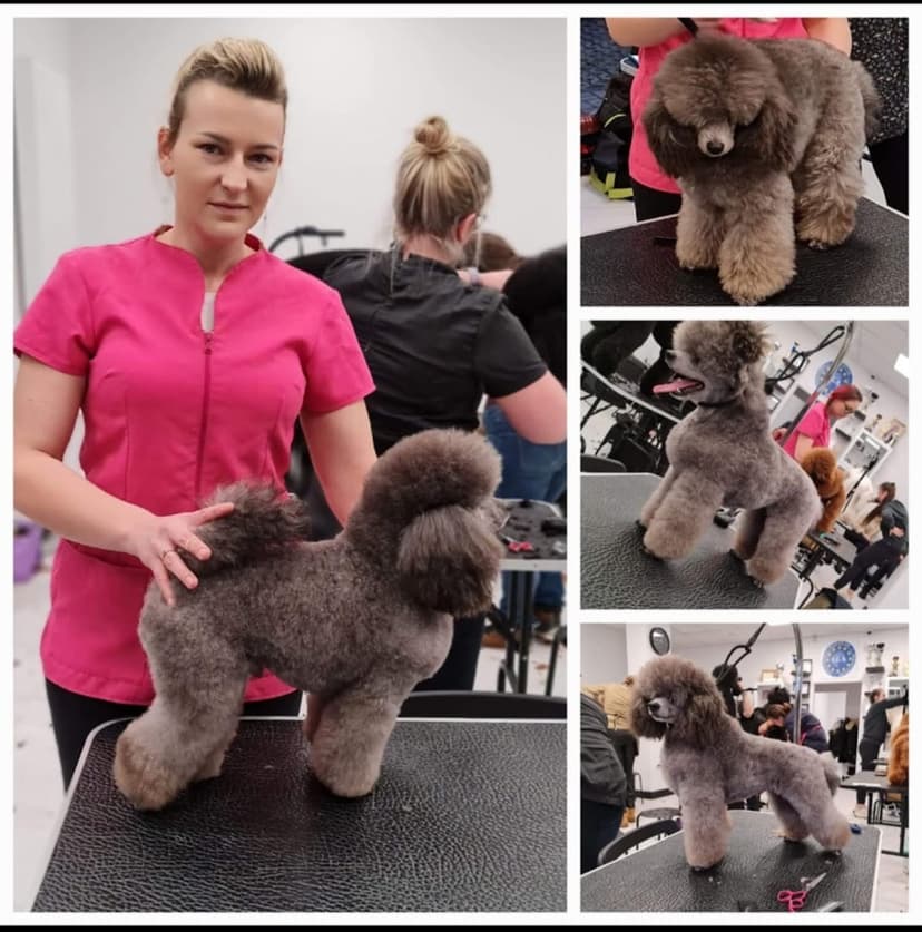Psi Fryzjer, Groomer Martyna Kalinowska