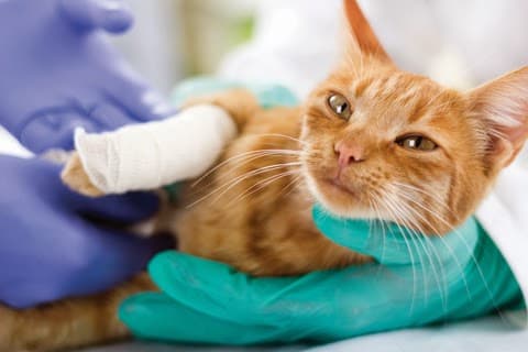 Gabinet Weterynaryjny Vet Medica