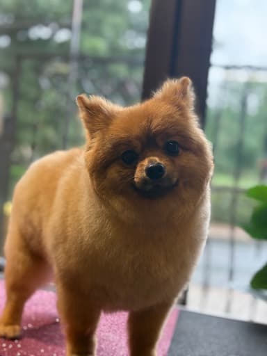 Adel Grooming Studio