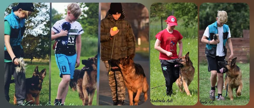 Activ Dogs Dog Training Center