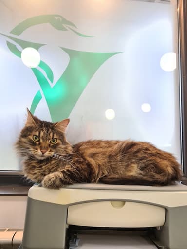 Gabinet Weterynaryjny Sana Animalis Weronika Rarok