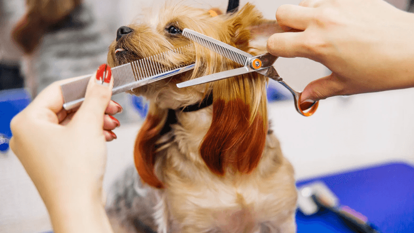 PSI FRYZJER BISKUPIEC - doggy grooming