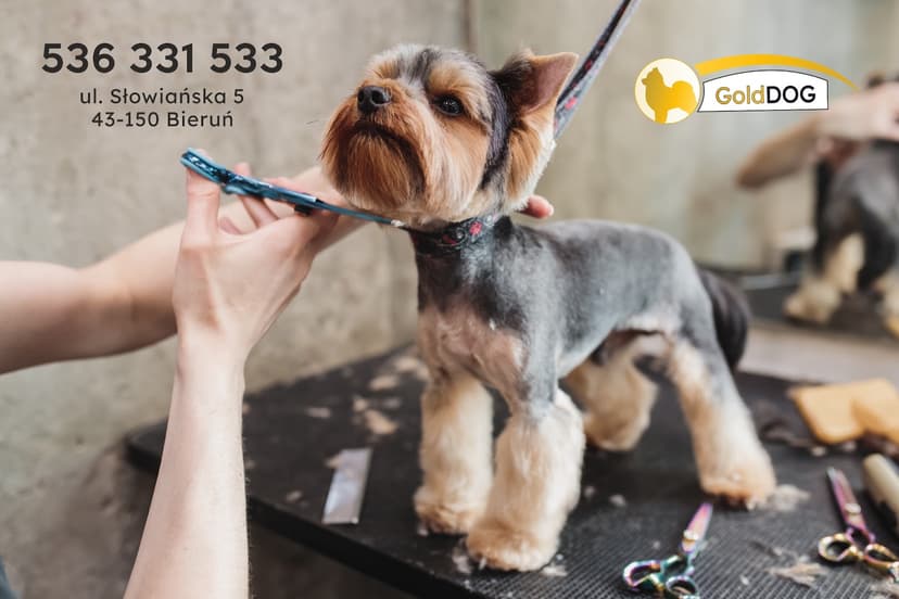 GoldDog Salon Fryzjerski dla psów