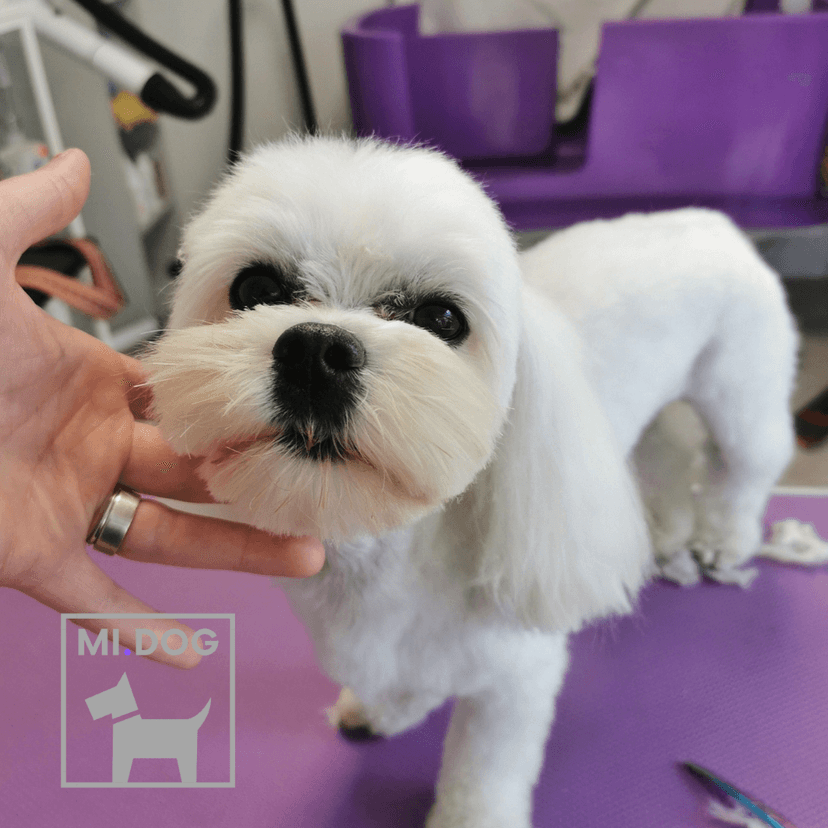 MI.DOG studio groomingu
