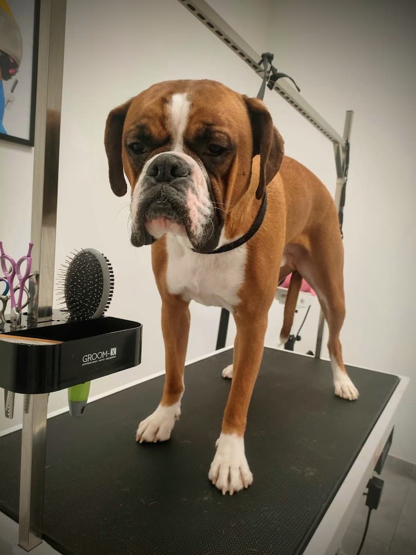 ,,Manufaktura Psich Fryzur ARCYPIES" Psi fryzjer | Psi salon | Groomer | Strzyżenie psów