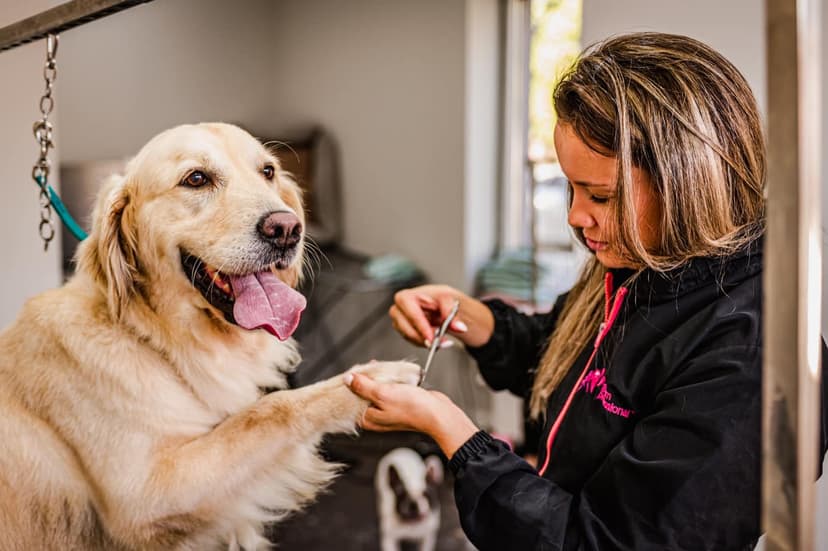 Cookie dog - Salon pielęgnacji Psów (Psi fryzjer Ząbki)