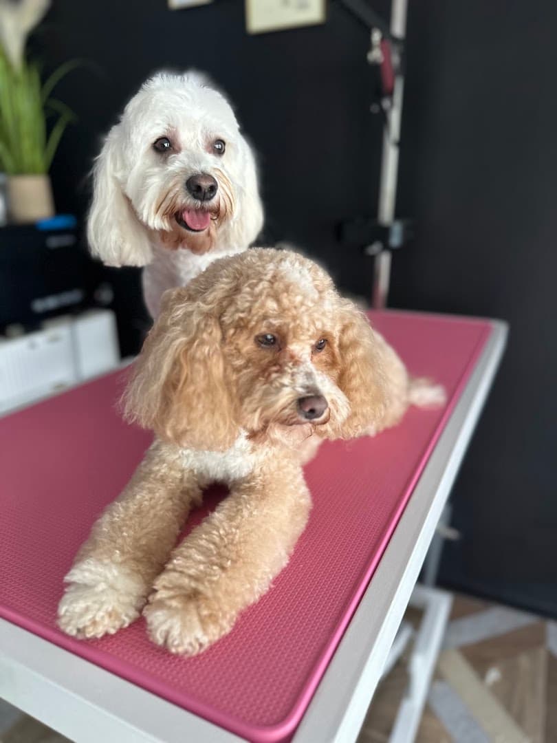 Pet Grooming Salon Psi fryzjer