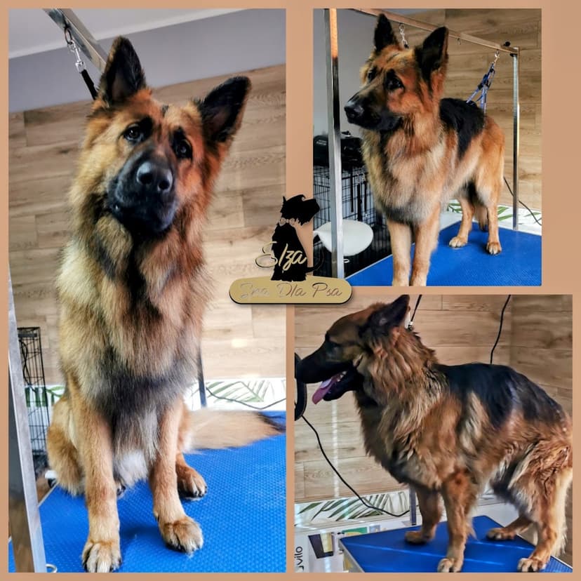Elza Spa dla Psa Katarzyna Kapica
