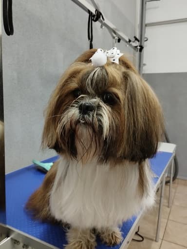 Salon groomerski Psiaki Nati