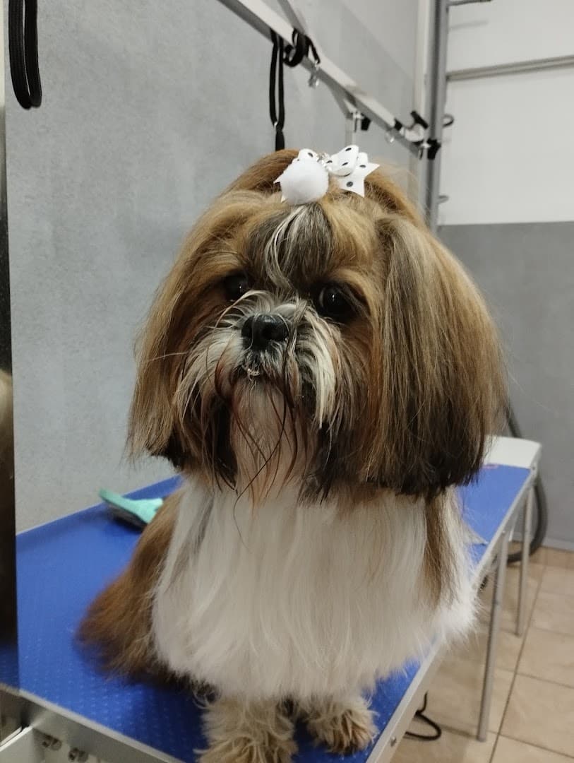Salon groomerski Psiaki Nati