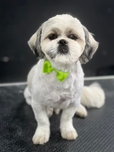 PERRITO • SALON pielęgnacji psów