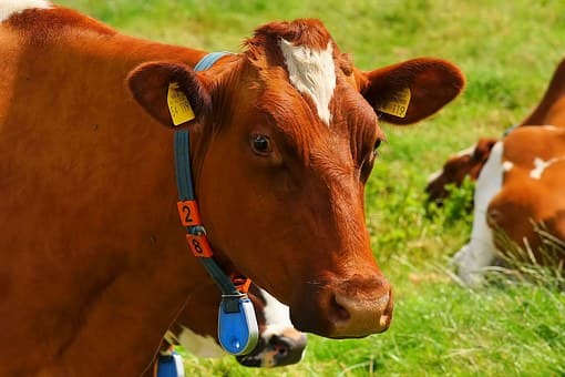 Usługi Weterynaryjne i Inseminacyjne ( zwierzęta gospodarskie) Marek Białobrzeski