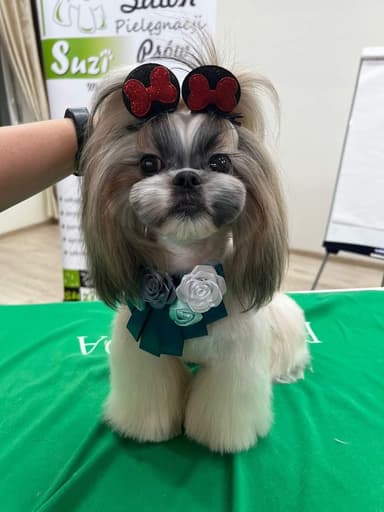 Suzi. Salon pielęgnacji psów i kotów