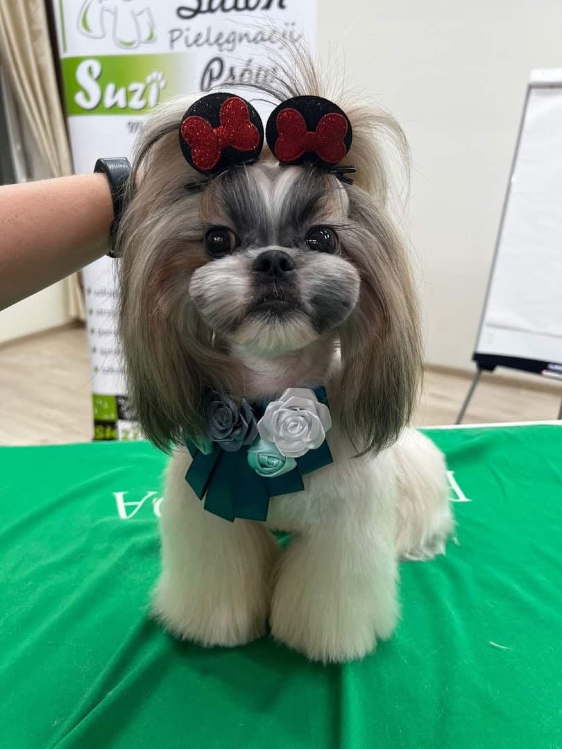 Suzi. Salon pielęgnacji psów i kotów