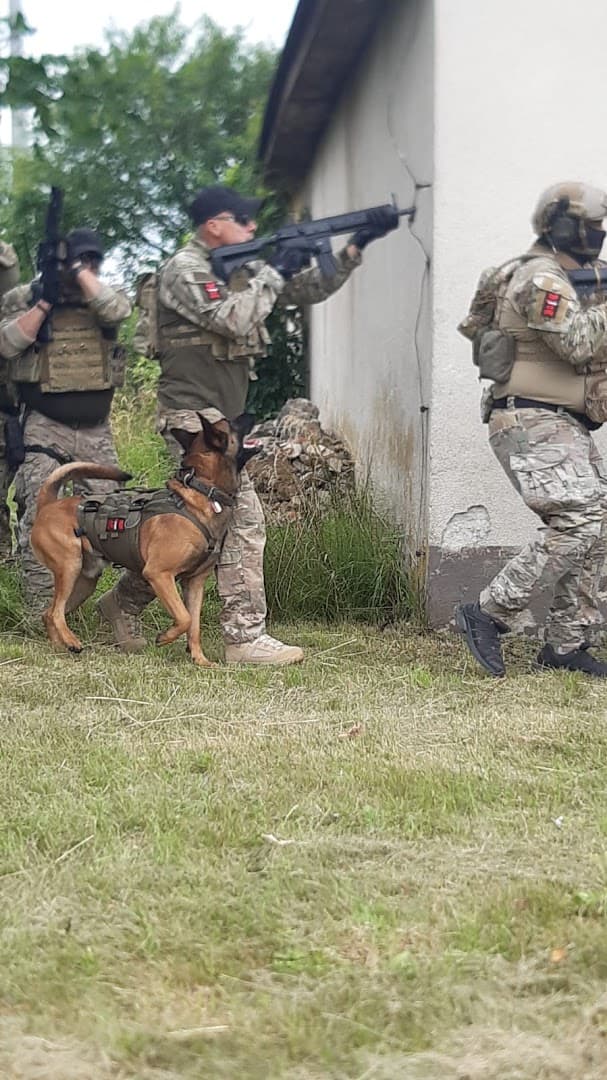K9 REX Szkolenie Psów
